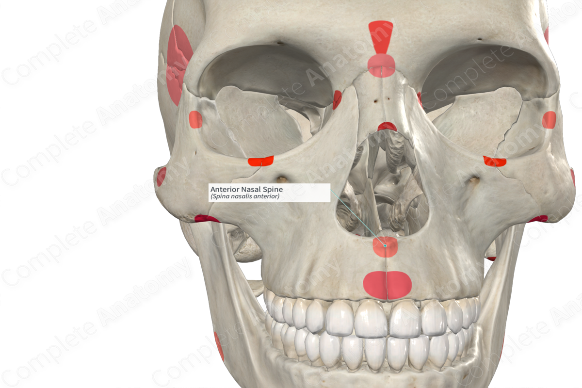 Anterior Nasal Spine