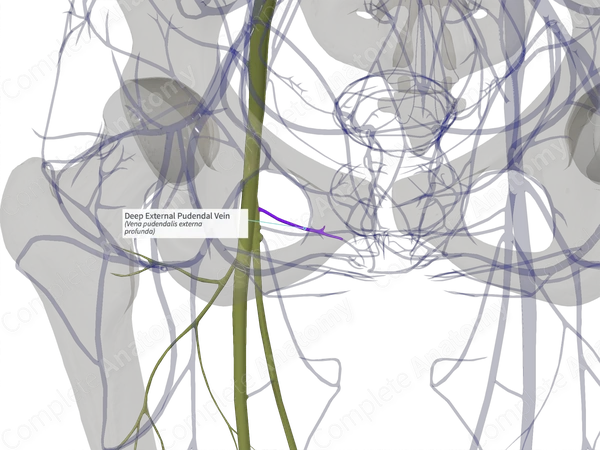 Deep External Pudendal Vein (Left)
