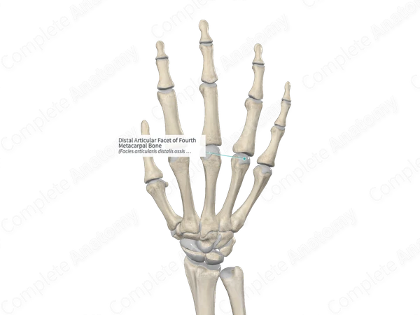 Distal Articular Facet of Fourth Metacarpal Bone 