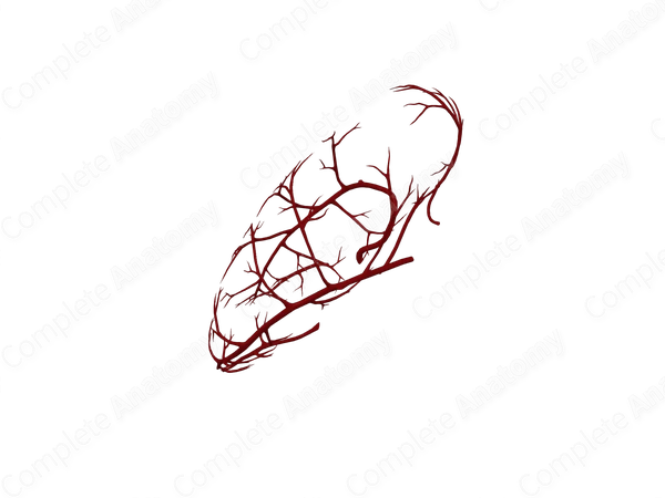Arteries of Stomach