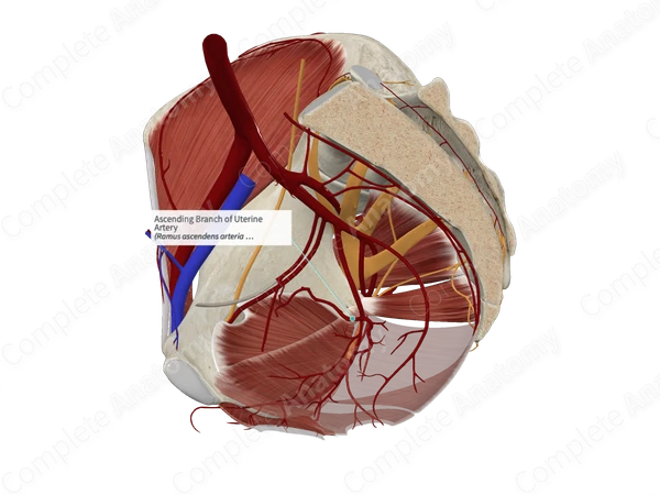 Ascending Branch of Uterine Artery