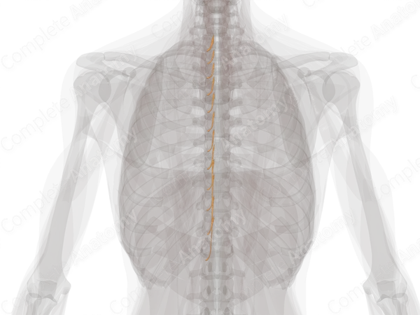 Thoracic Spinal Roots & Ganglia (Left)