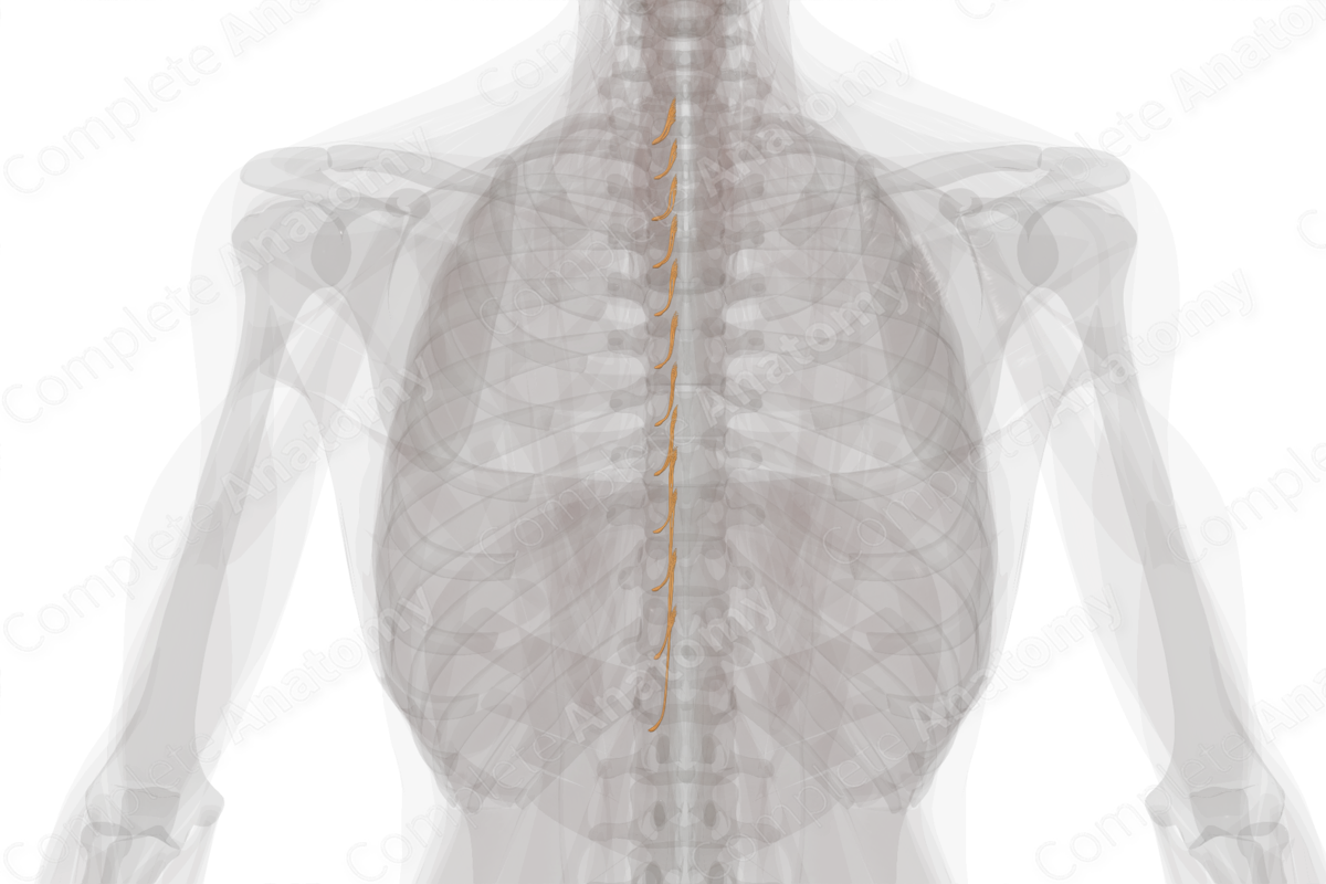Thoracic Spinal Roots & Ganglia (Left)