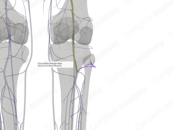 Circumflex Fibular Vein (Left)