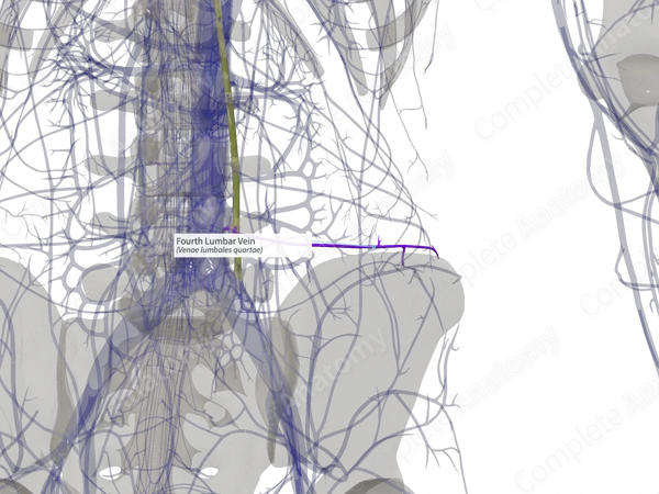 Fourth Lumbar Vein (Left)
