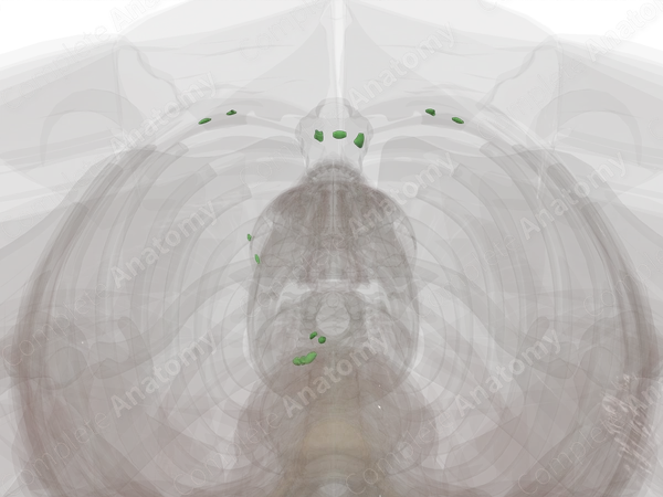 Superior Diaphragmatic Nodes