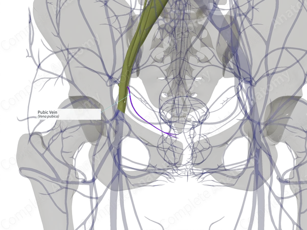 Pubic Vein (Right)