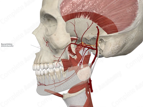 Buccal Artery