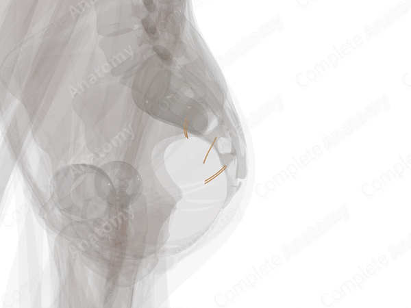 Sacral Part of Autonomic Division