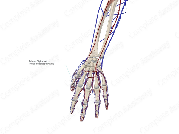 Palmar Digital Veins