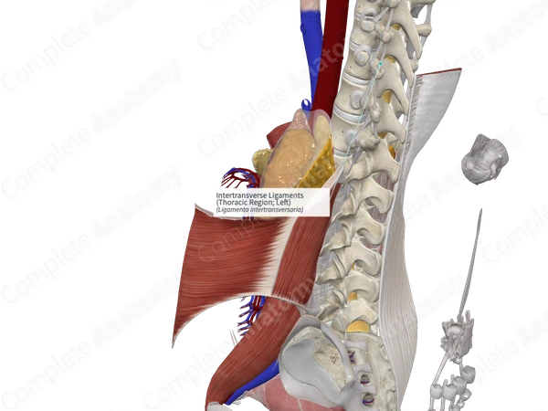 Intertransverse Ligaments (Thoracic Region; Left)