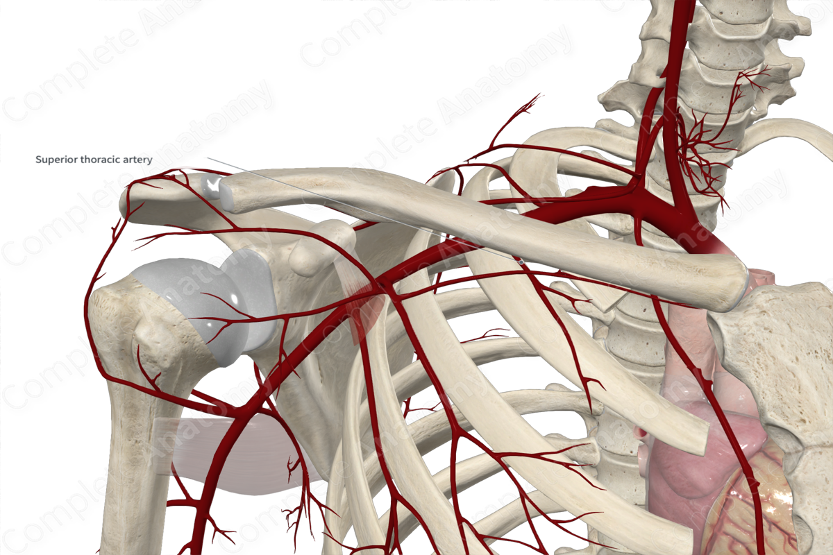 Superior Thoracic Artery 