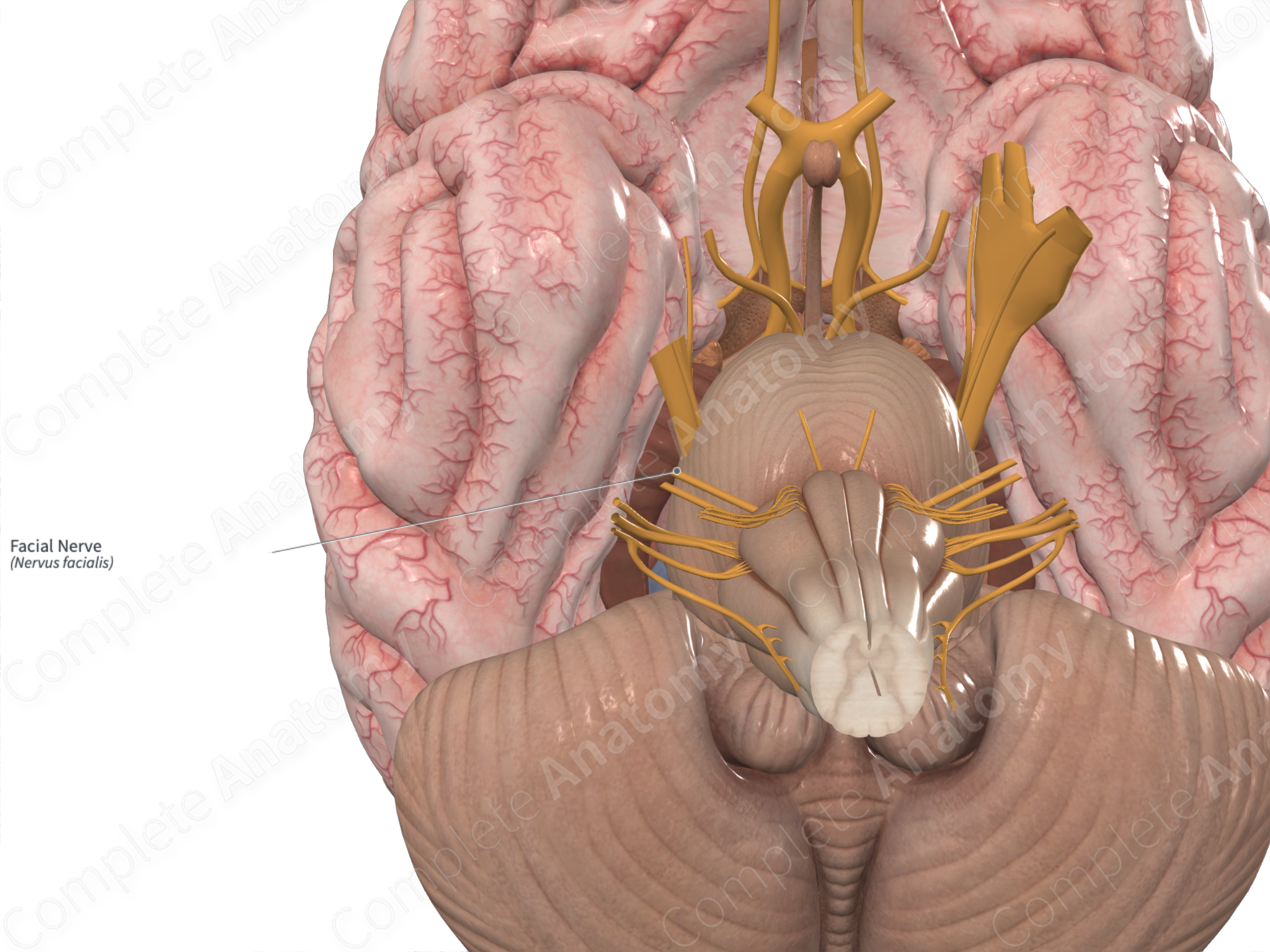 Anatomy and clinical applications of the mandibular nerve.