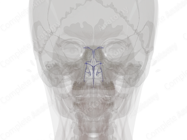 Veins of Nose & Nasal Cavity