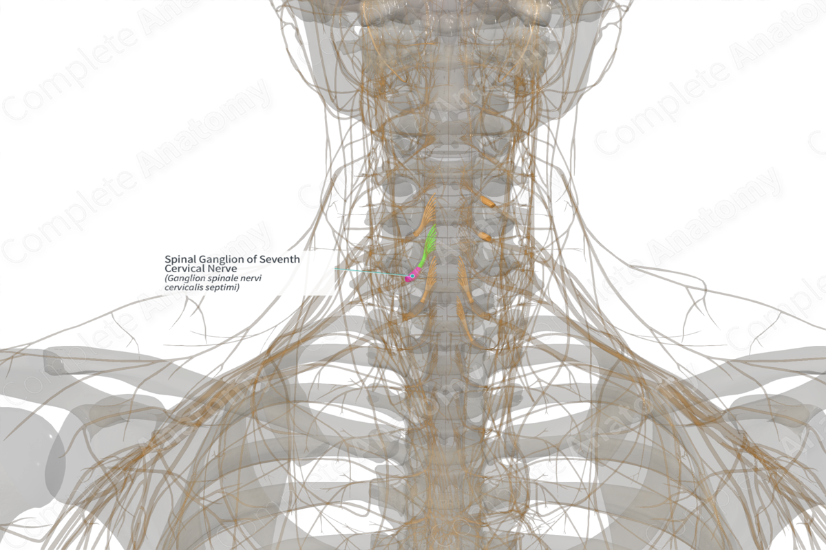 Spinal Ganglion of Seventh Cervical Nerve (Left)