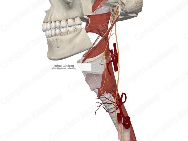 Tracheal Cartilages