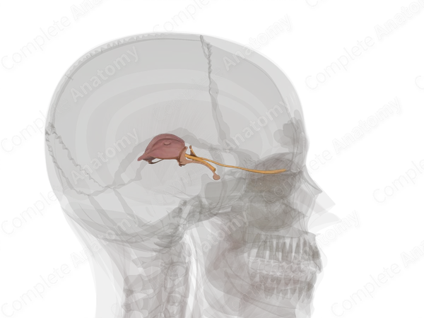 Diencephalon (Left)