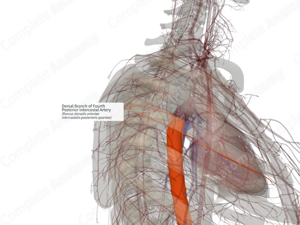 Dorsal Branch of Fourth Posterior Intercostal Artery (Right)