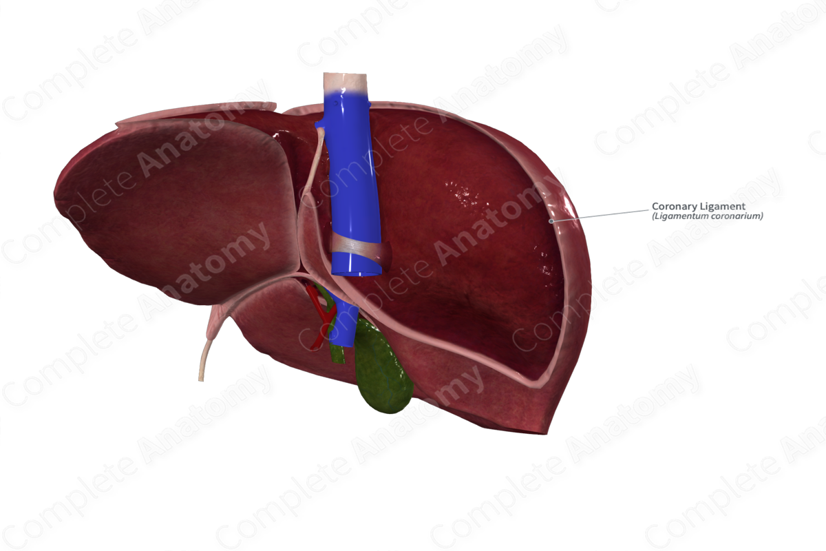 Coronary Ligament