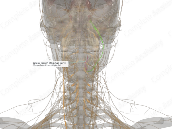 Lateral Branch of Lingual Nerve (Right)