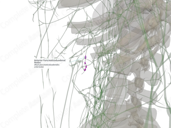 Anterior Pancreaticoduodenal Nodes