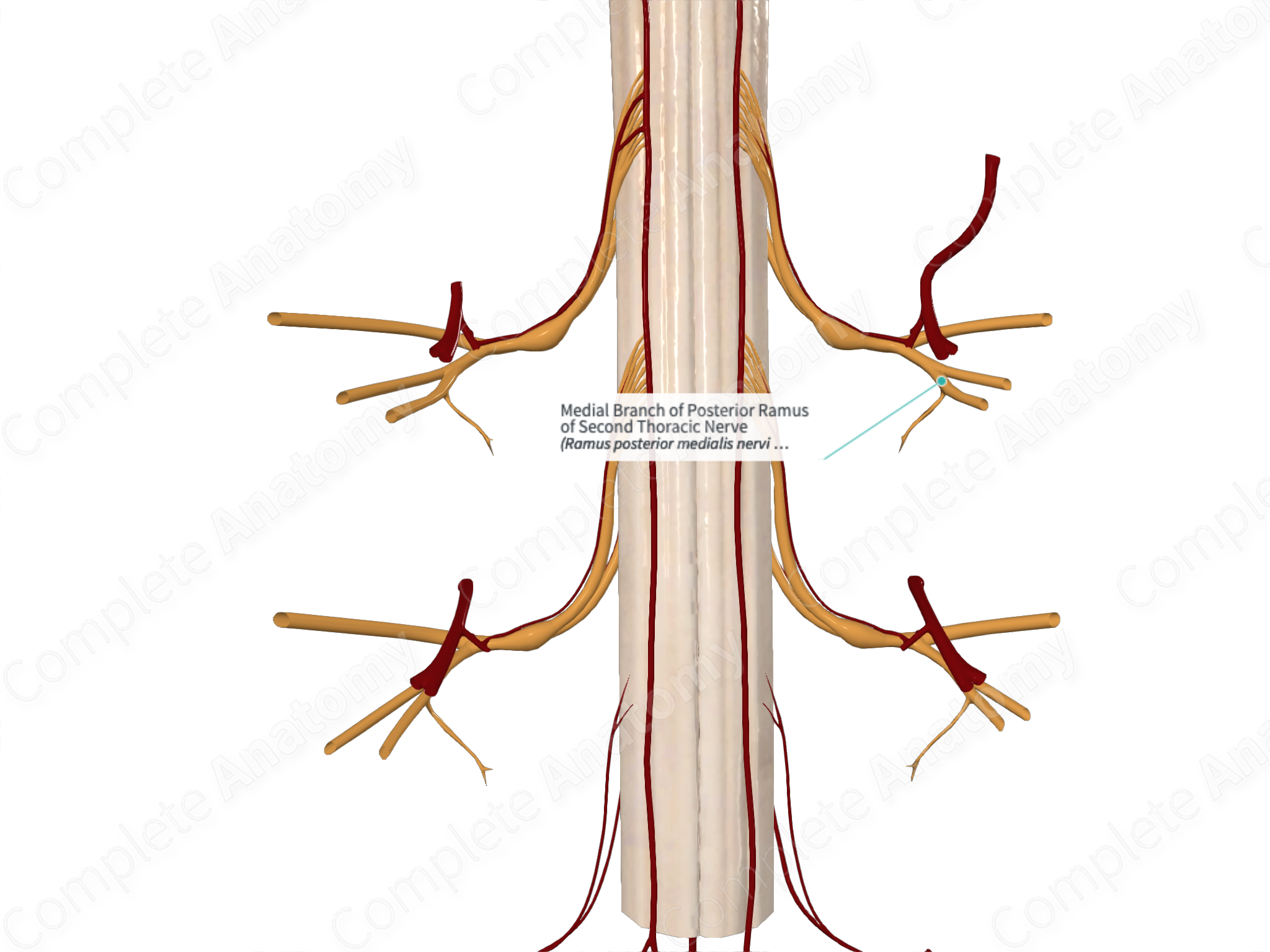 Medial Branch of Posterior Ramus of Second Thoracic Nerve | Complete ...