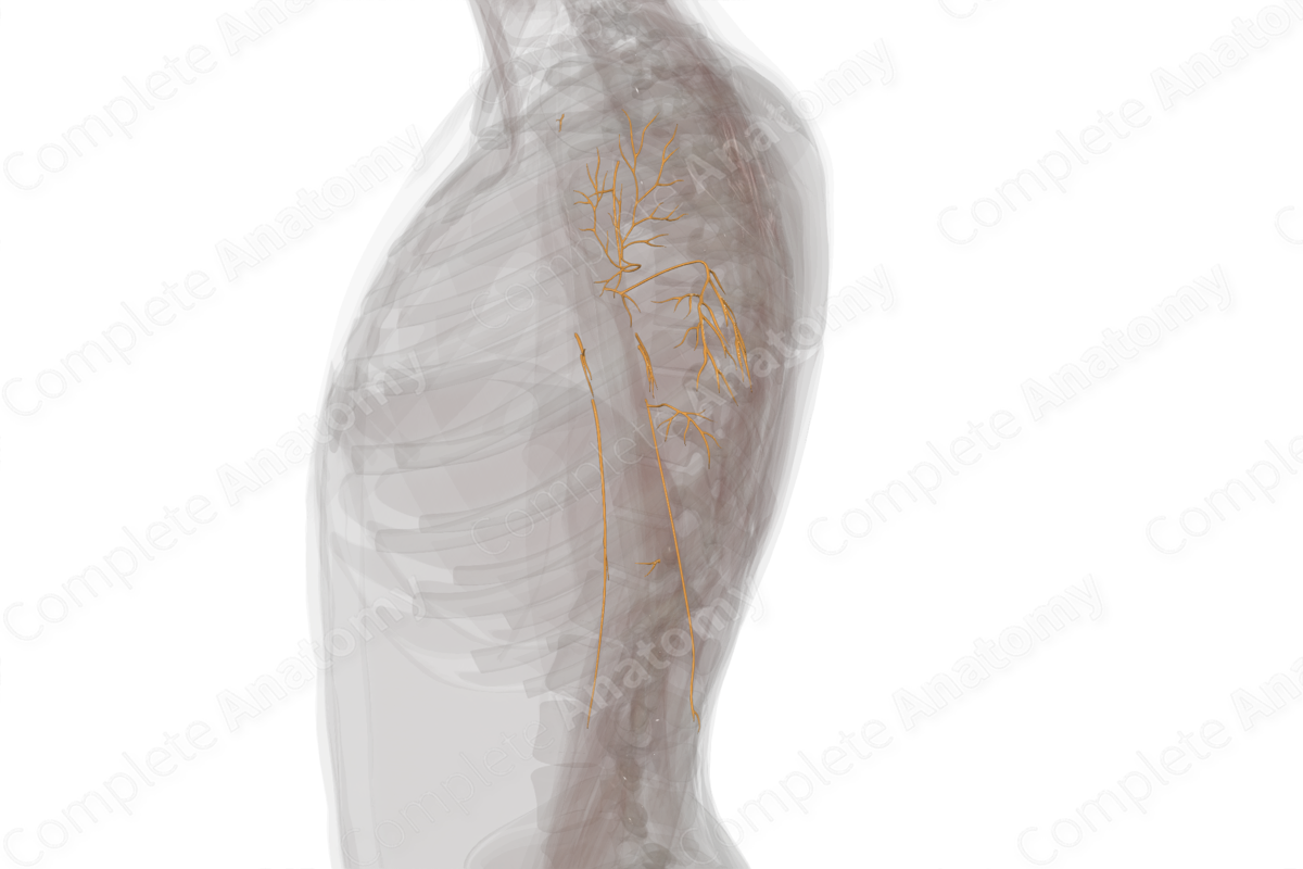 Nerves of Arm (Left)