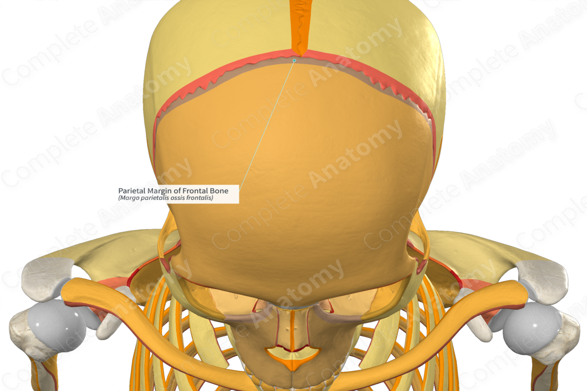 Parietal Margin of Frontal Bone
