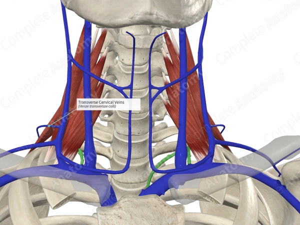 Transverse Cervical Veins