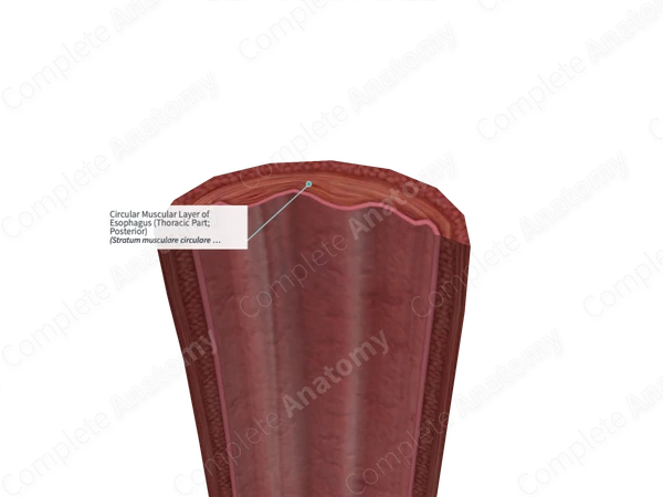 Circular Muscular Layer of Esophagus (Thoracic Part; Posterior)
