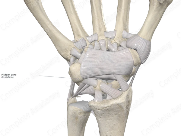 Pisiform Bone