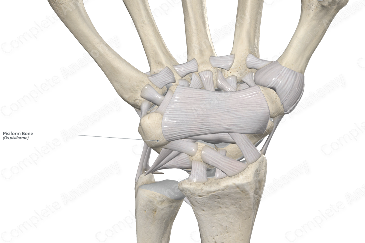 Pisiform Bone 