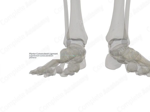 Plantar Cuneocuboid Ligament (Left)