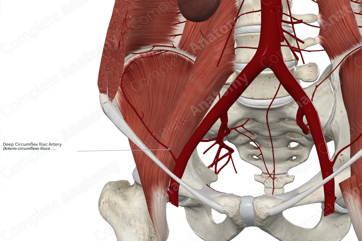 Deep Circumflex Iliac Artery 