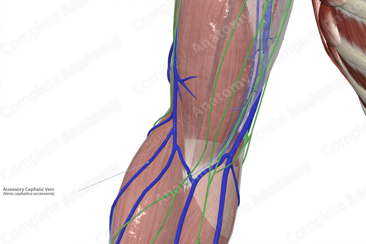 Accessory Cephalic Vein 