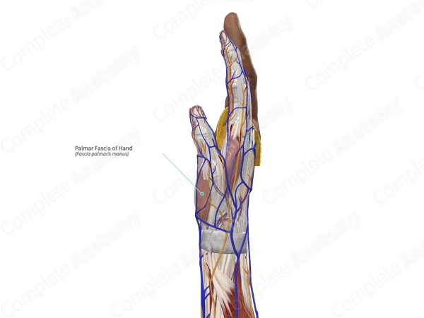 Palmar Fascia of Hand