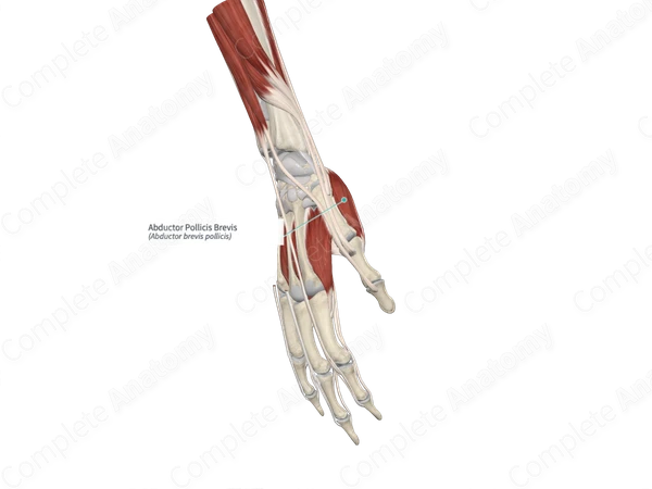 Abductor Pollicis Brevis