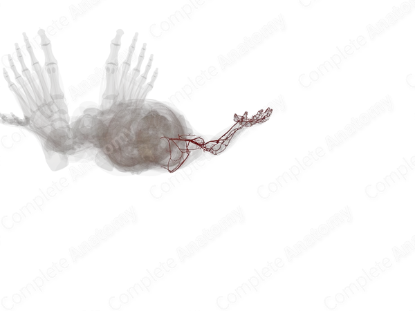 Arteries of Upper Limb (Left)