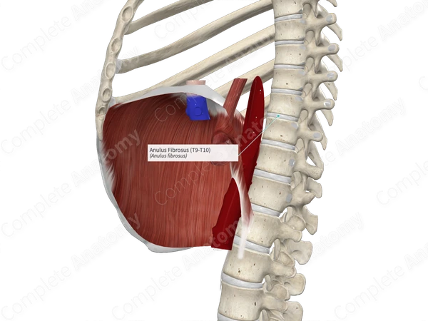 Anulus Fibrosus (T9-T10)