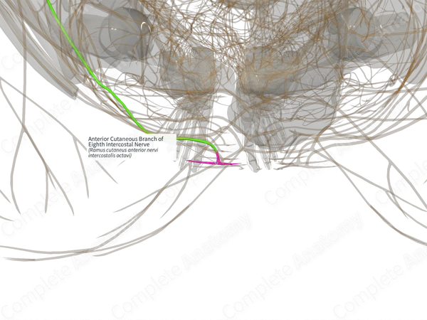 Anterior Cutaneous Branch of Eighth Intercostal Nerve (Right)