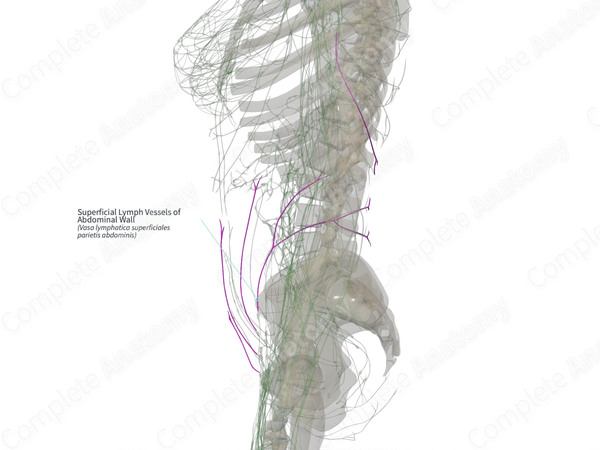 Superficial Lymph Vessels of Abdominal Wall (Left)
