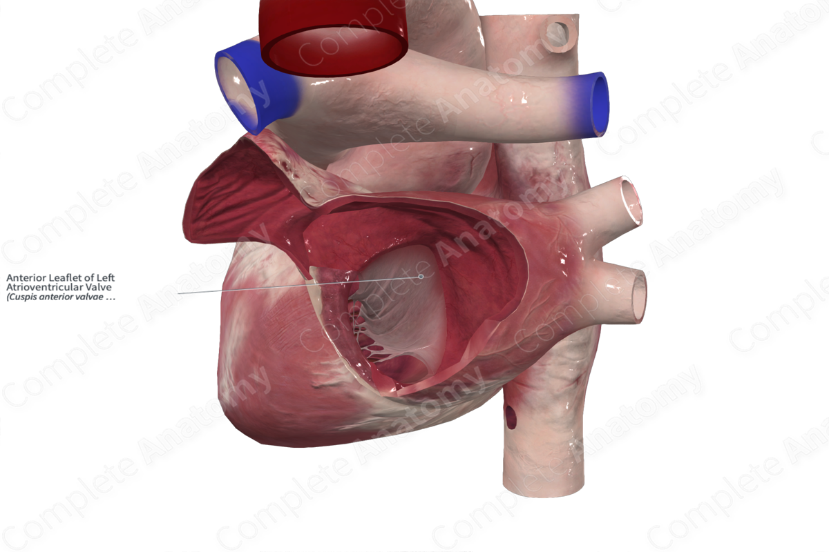 Anterior Leaflet of Left Atrioventricular Valve Complete Anatomy