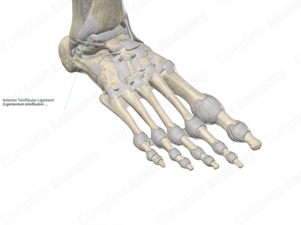 Anterior Talofibular Ligament