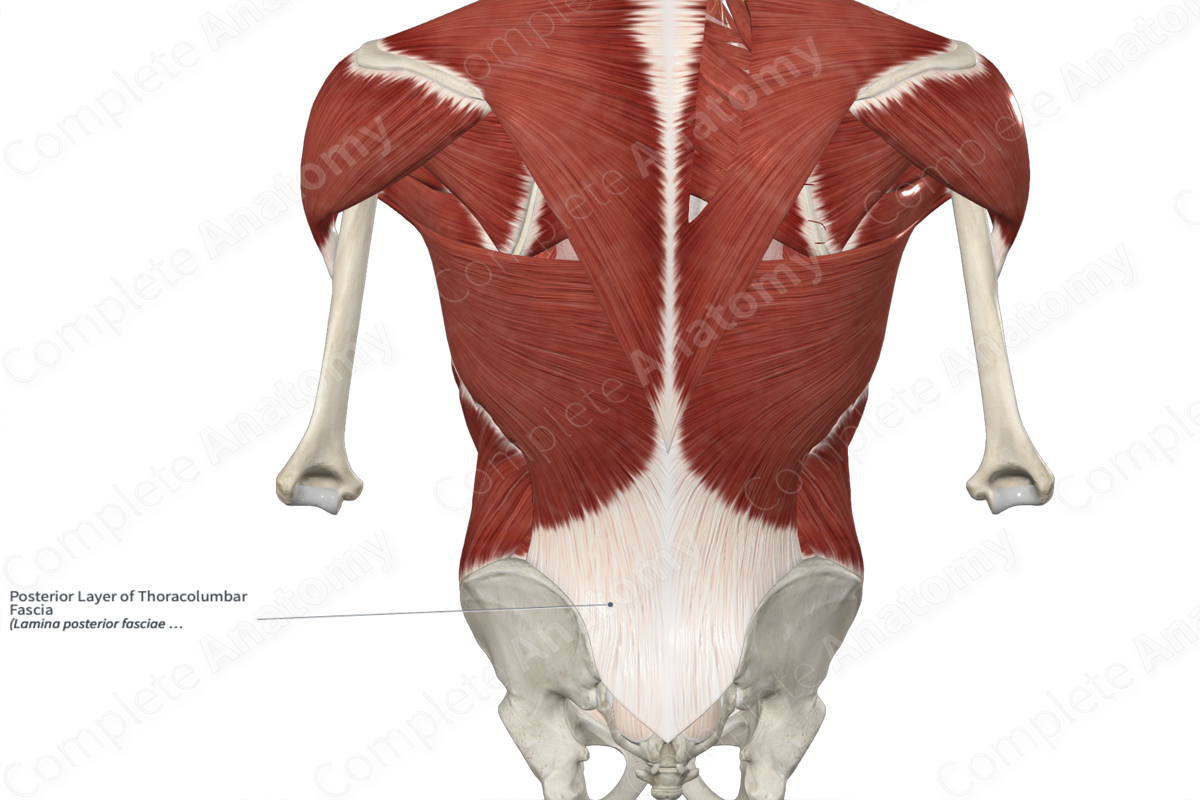 Posterior Layer of Thoracolumbar Fascia 