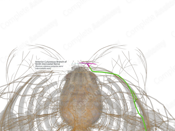 Anterior Cutaneous Branch of Ninth Intercostal Nerve (Right) | Complete ...