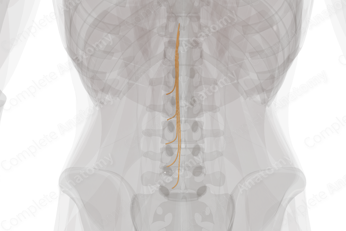 Anterior Roots of Lumbar Nerves (Left)