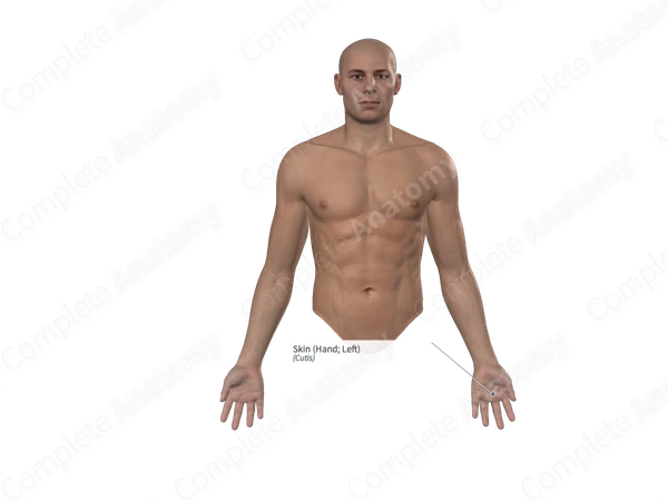 Skin (Hand; Left)
