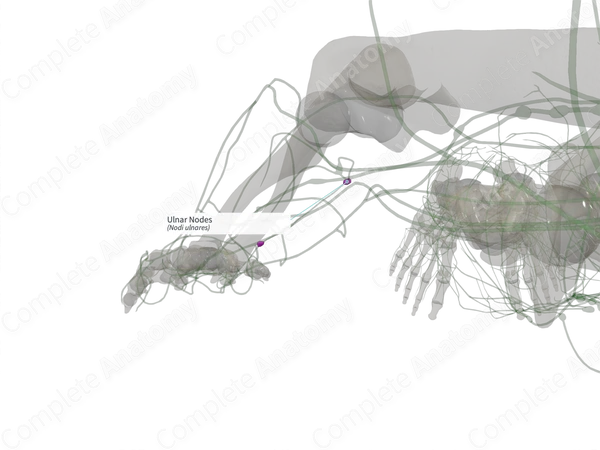Ulnar Nodes (Right)