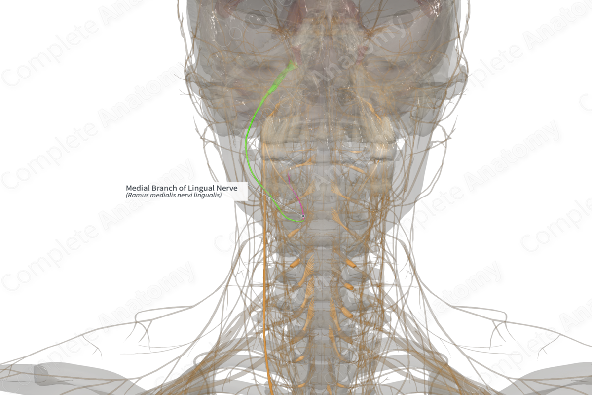 Medial Branch of Lingual Nerve (Left)