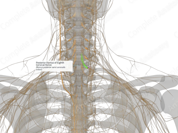 Posterior Ramus of Eighth Cervical Nerve (Left)